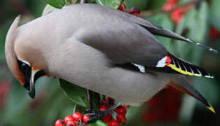 Bohemian Waxwing