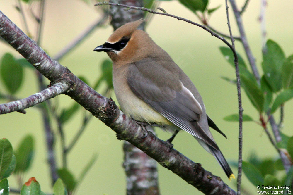 Jaseur d'Amériqueadulte, identification