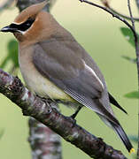 Cedar Waxwing