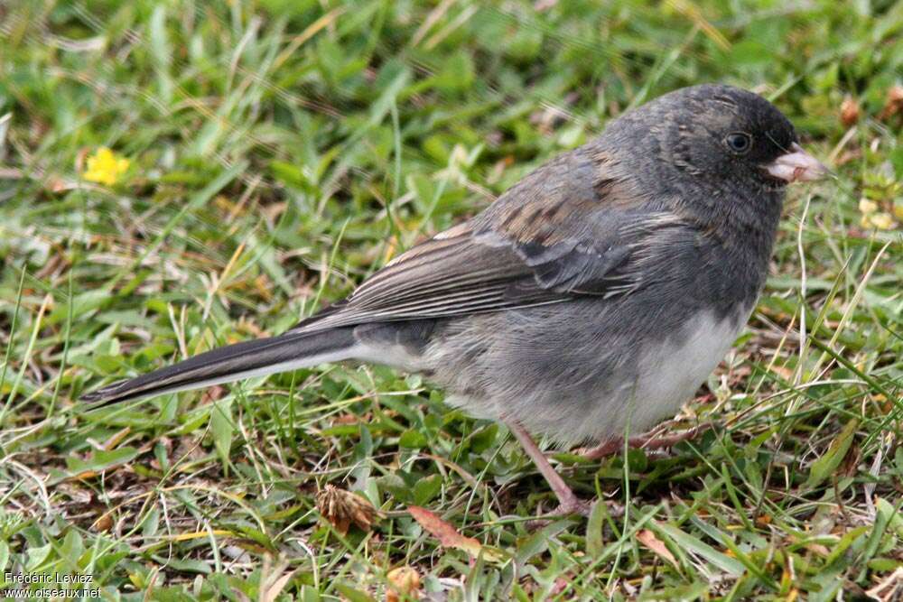 Dark-eyed JuncoFirst year, identification