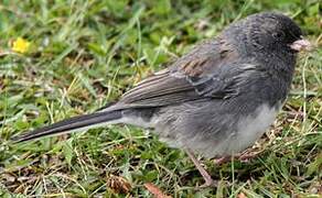 Dark-eyed Junco