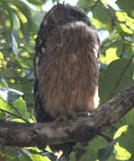 Brown Fish Owl