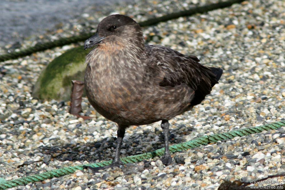 Chilean Skua