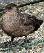 Chilean Skua