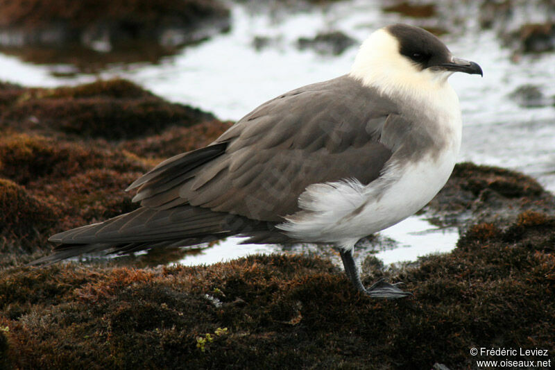 Parasitic Jaeger