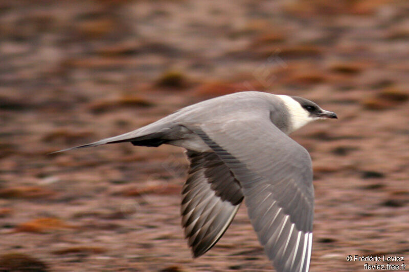 Parasitic Jaegeradult breeding