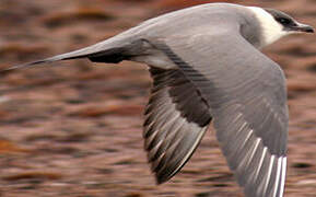 Parasitic Jaeger