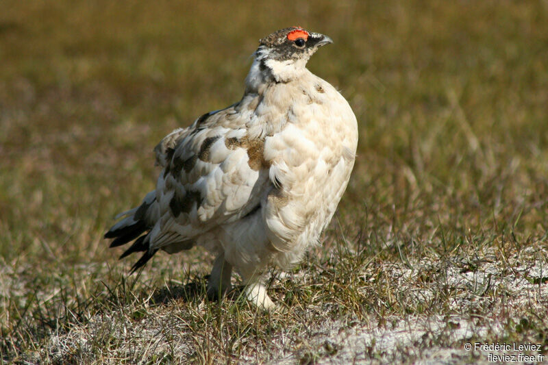 Rock Ptarmigan male adult breeding