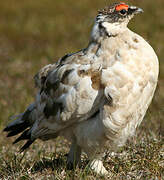 Rock Ptarmigan