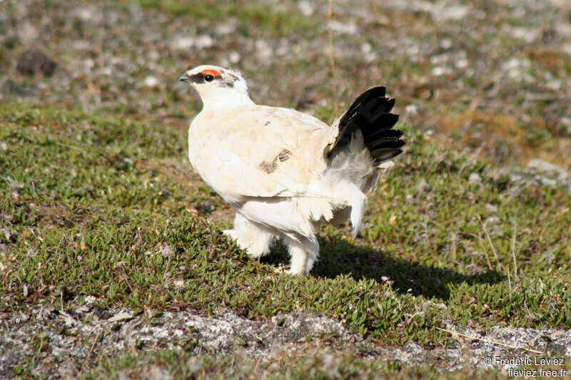 Rock Ptarmigan male adult breeding