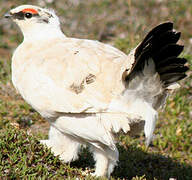 Rock Ptarmigan