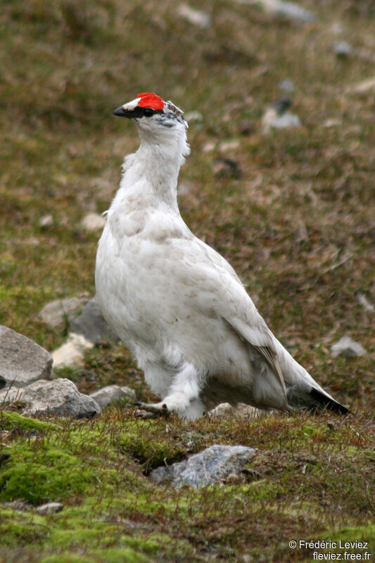 Rock Ptarmigan male adult breeding