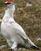 Rock Ptarmigan