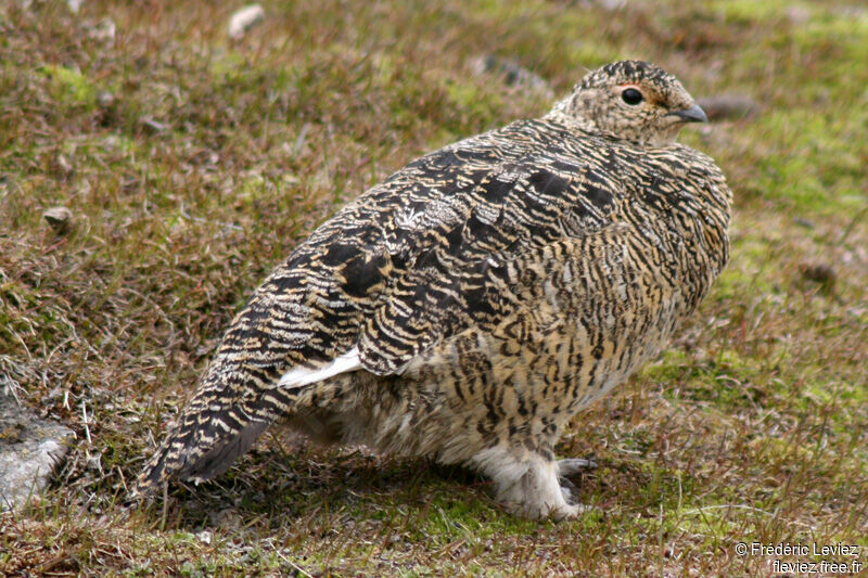 Rock Ptarmigan female adult breeding