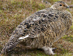 Rock Ptarmigan