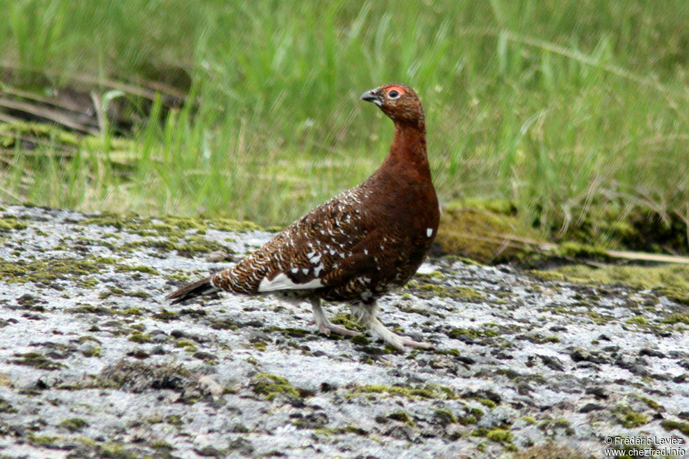 Willow Ptarmigan male adult breeding, identification