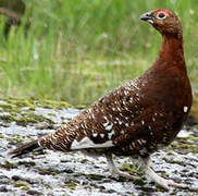 Willow Ptarmigan