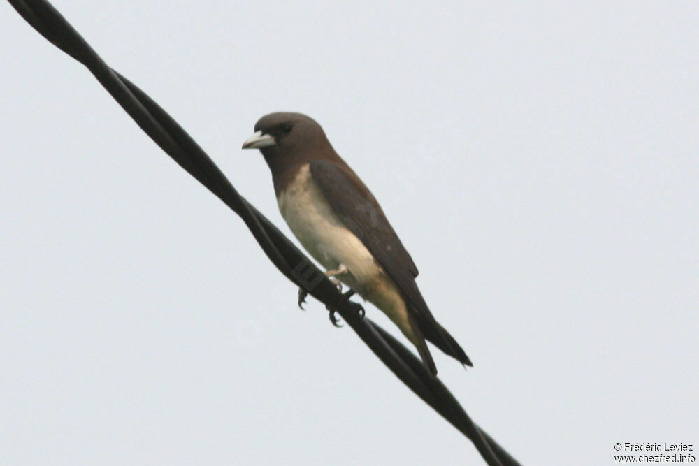 White-breasted Woodswallowadult, identification