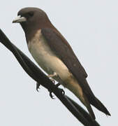 White-breasted Woodswallow