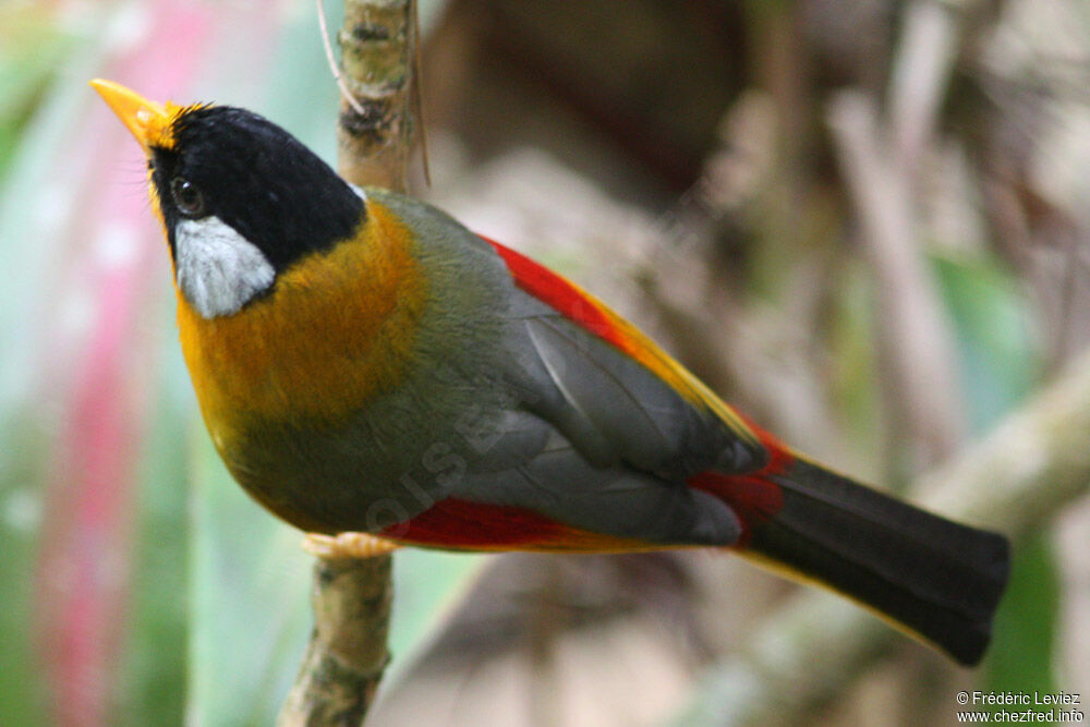 Silver-eared Mesiaadult, identification