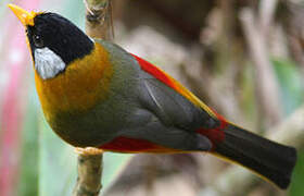 Silver-eared Mesia