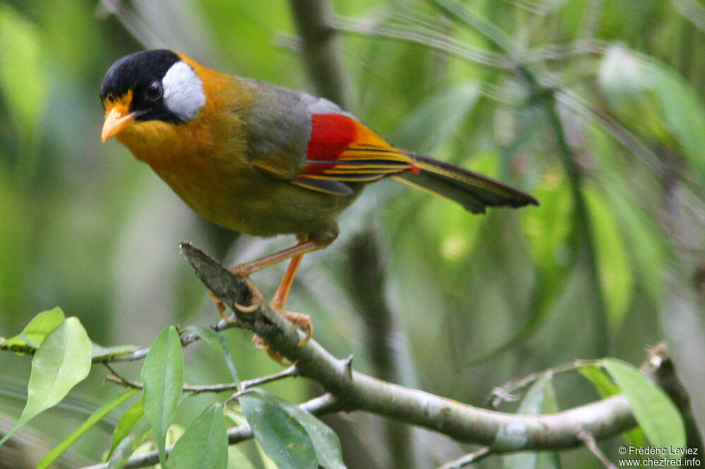 Silver-eared Mesiaadult, identification