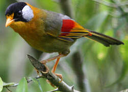 Silver-eared Mesia