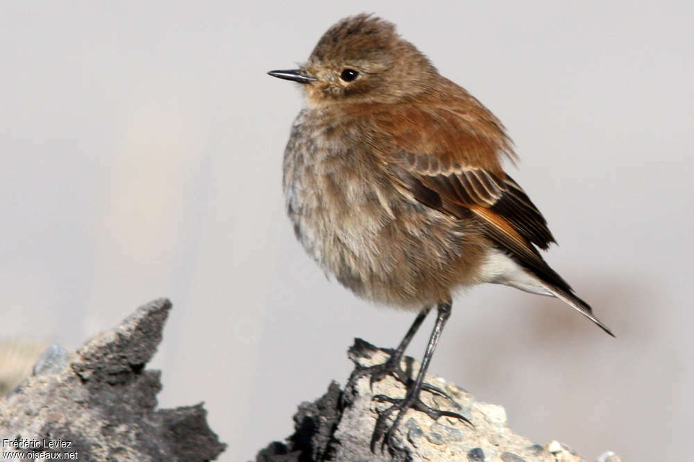 Austral Negrito female adult, identification