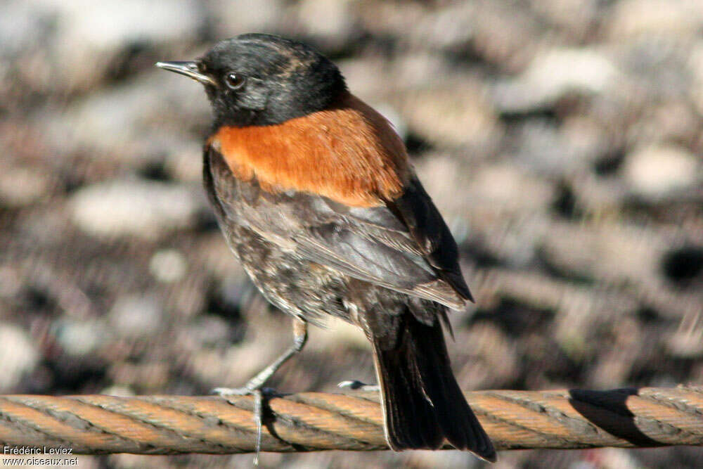 Austral Negrito male adult