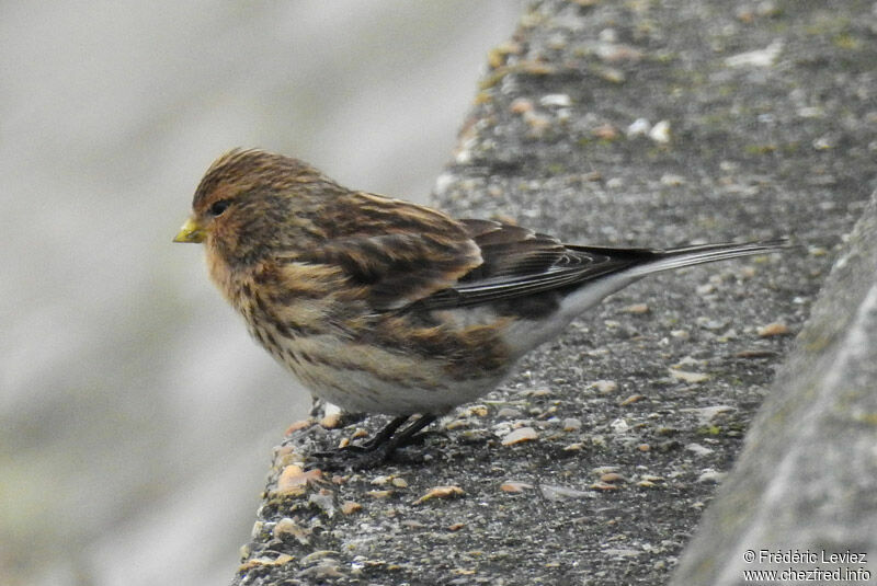 Twite, identification, close-up portrait