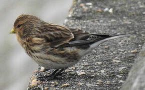 Twite