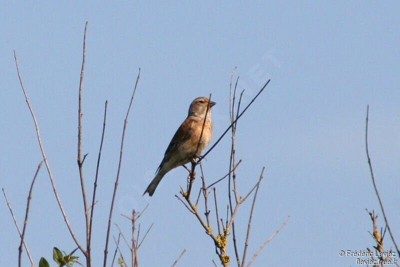 Linotte mélodieuse