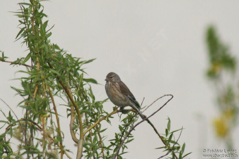 Linotte mélodieuseadulte