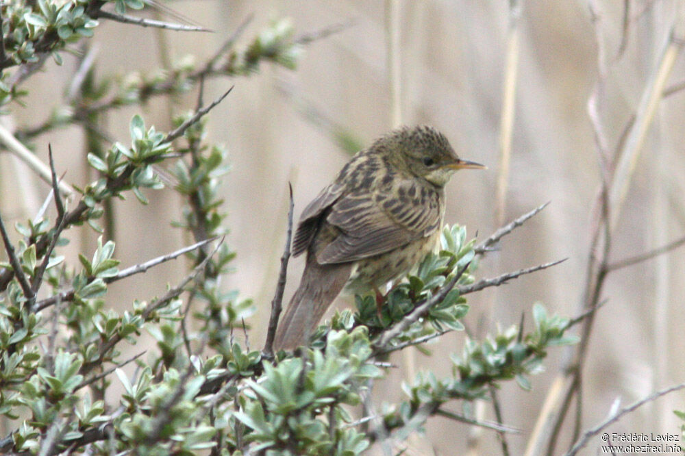 Locustelle tachetée mâle adulte, identification