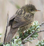 Common Grasshopper Warbler