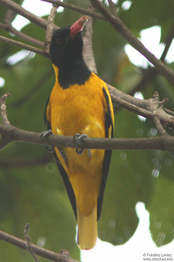 Black-hooded Orioleadult, identification