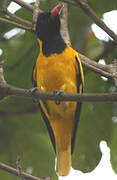 Black-hooded Oriole