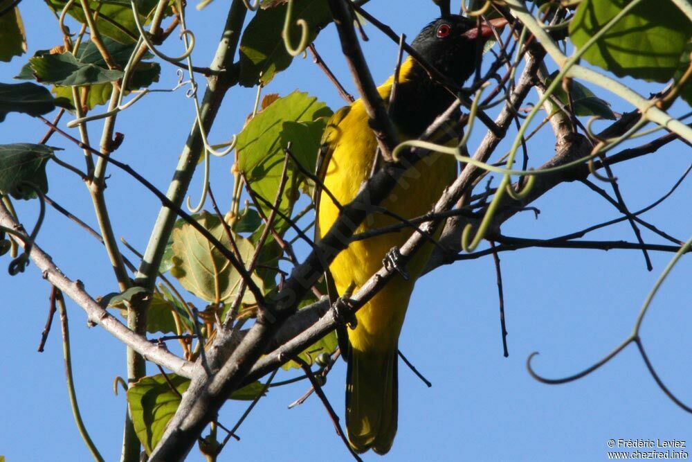 Loriot masquéadulte, identification