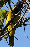 Black-headed Oriole