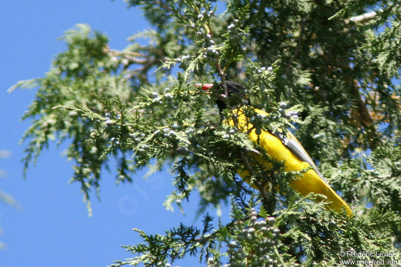 Ethiopian Orioleadult