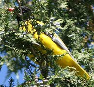 Ethiopian Oriole