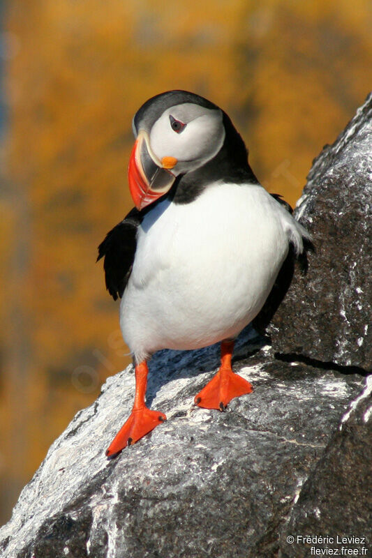 Atlantic Puffinadult breeding