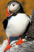 Atlantic Puffin