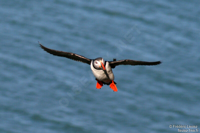 Atlantic Puffinadult breeding