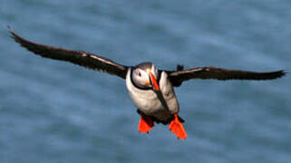 Atlantic Puffin