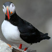 Atlantic Puffin