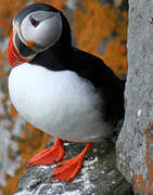 Atlantic Puffin