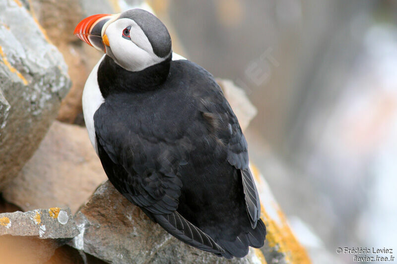 Atlantic Puffinadult breeding