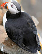 Atlantic Puffin