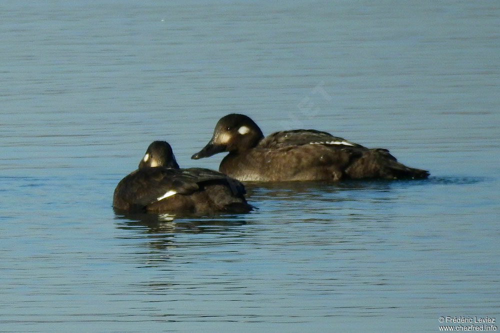 Macreuse brune femelle, identification, nage